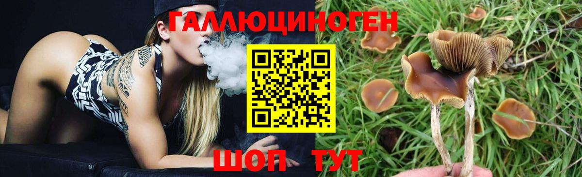 Вологда  Галлюциногенные грибы GOLDEN TEACHER  Вход с VPN 
